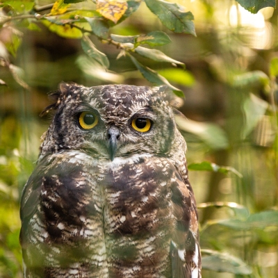 Spotted Eagle-owl - De Zonnegloed - Animal park - Animal refuge centre 
